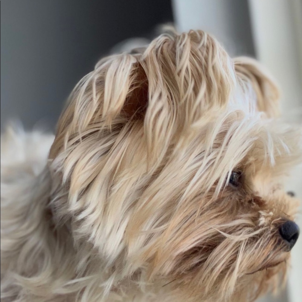 Meet your Posher, Sydney